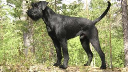 Attēls rakstam: Ikšķilē agresīvi suņi saplosa kaķi. Vietējie meklē suņu saimnieku