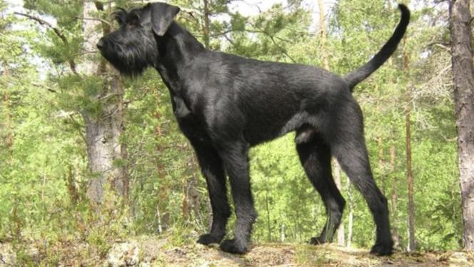 Attēls rakstam: Ikšķilē agresīvi suņi saplosa kaķi. Vietējie meklē suņu saimnieku