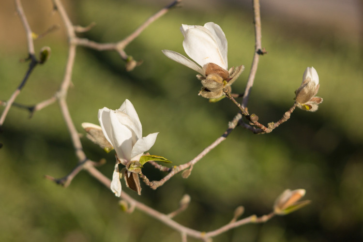 FOTO: LU Botāniskajā dārzā krāšņi zied magnolijas