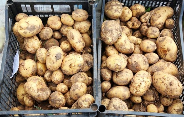 Inguna Gulbe: Kāpēc tupenis tik dārgs?