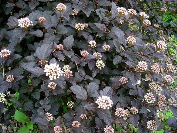 Irbeņlapu fizokarps – dārza zvaigzne visa gada garumā