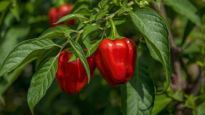 Attēls rakstam: Izaudzēt papriku nav nemaz tik grūti