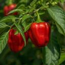 Attēls rakstam: Izaudzēt papriku nav nemaz tik grūti