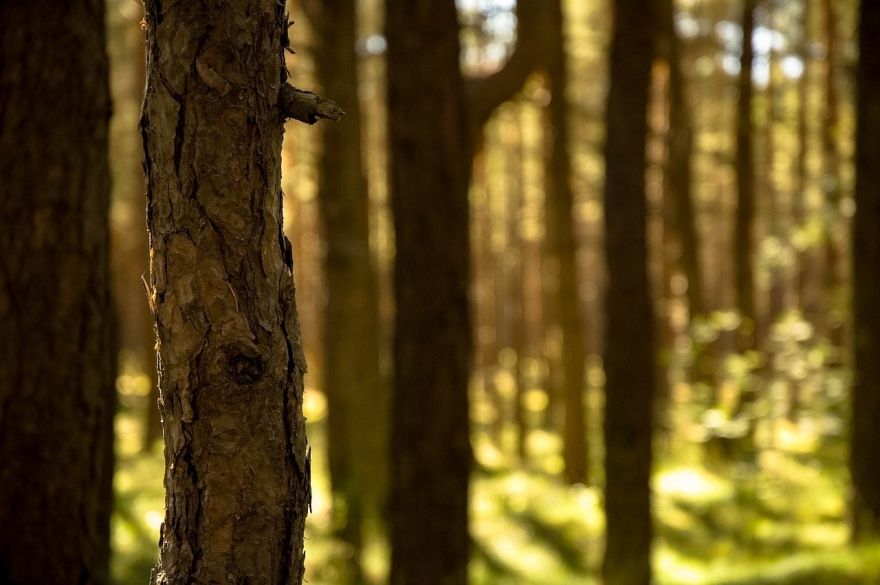 Izsludināta pieteikšanās konkursam "Sakoptākais mežs 2024"