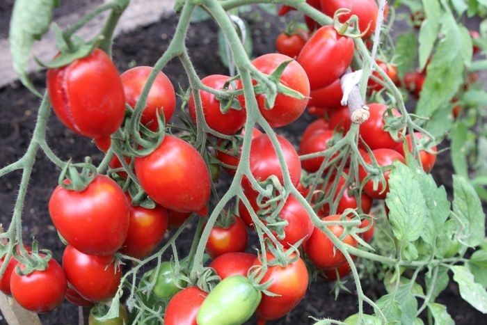 Izstādes "Rudens veltes" atklāšana Vangažos