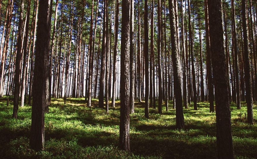 Izvēlies vienu no 6,676 miljardiem! Aicina pieteikt īpašus kokus konkursam "Eiropas Gada koks Latvijā 2026"