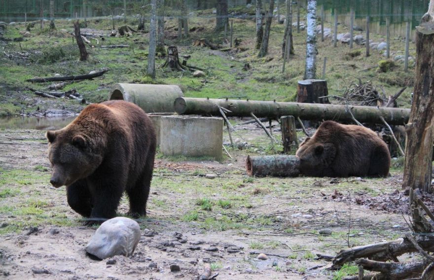 Izzinošā pasākumā atzīmēs Līgatnes dabas taku 45 gadu jubileju
