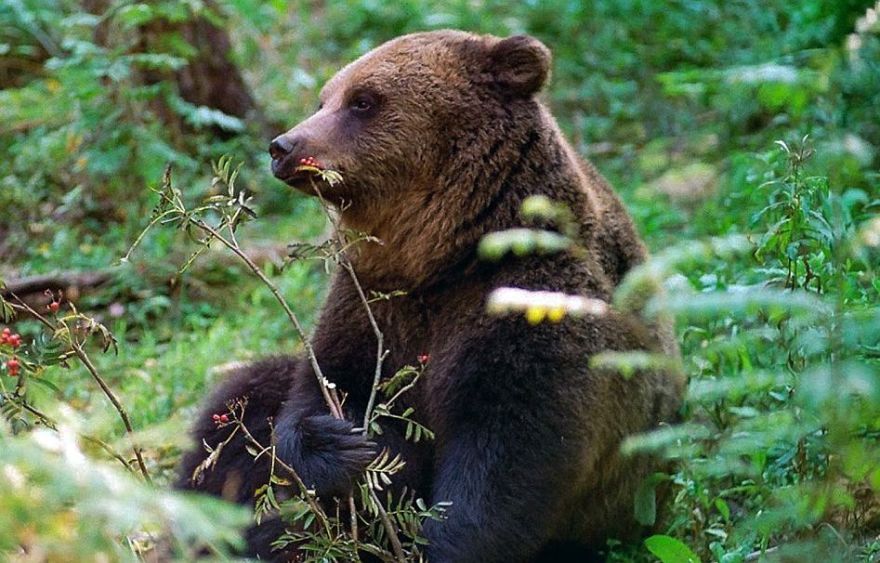 Jau pie Imantas! Rīgas dome brīdina par sestdien, iespējams, novērotu lāceni ar lācēniem