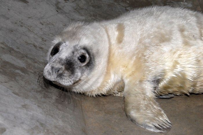 Jūrmalā atrasts piekrastē izskalots ronēns, speciālisti to nogādājuši Zooloģiskajā dārzā