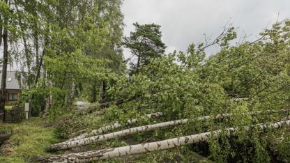 Attēls rakstam: Jūrmalā deklarētie iedzīvotāji varēs iegādāties pašvaldības mežu teritorijās kritušos vai bojātos kokus