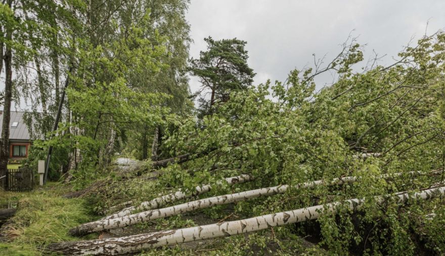 Jūrmalā deklarētie iedzīvotāji varēs iegādāties pašvaldības mežu teritorijās kritušos vai bojātos kokus
