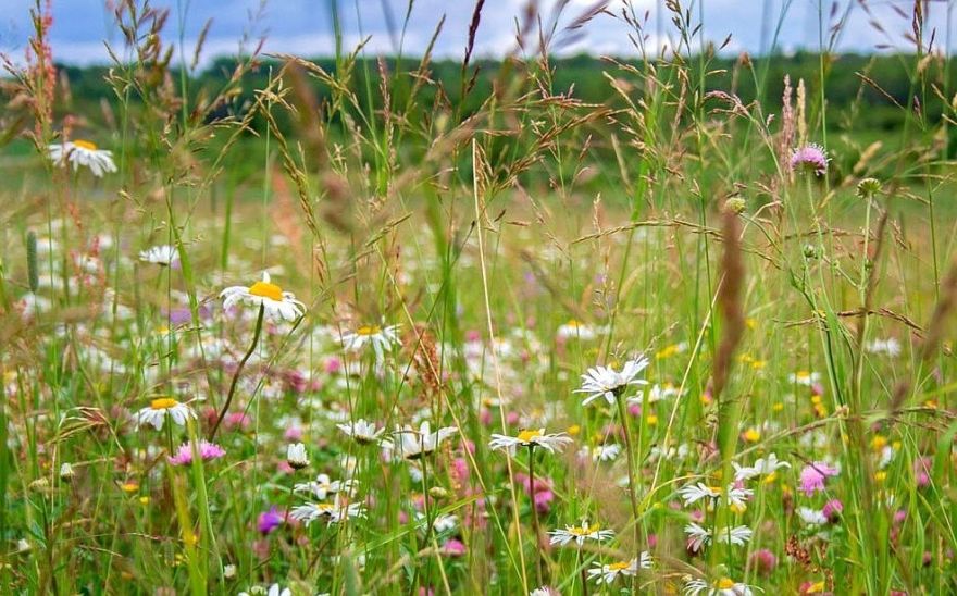 Jūrmalā iecerēts saglabāt bioloģiski daudzveidīgus un vērtīgus zālājus
