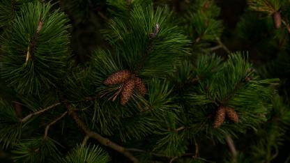 Attēls rakstam: Jūrmalā iestādīs 1000 priedes – iedzīvotājus aicina iesaistīties