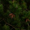 Attēls rakstam: Jūrmalā iestādīs 1000 priedes – iedzīvotājus aicina iesaistīties