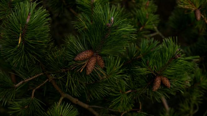 Attēls rakstam: Jūrmalā iestādīs 1000 priedes – iedzīvotājus aicina iesaistīties