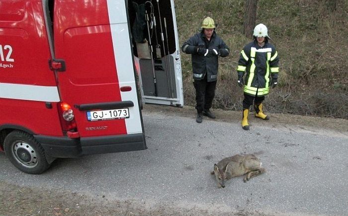 Jūrmalā saviem spēkiem atbrīvojusies vārtos iesprūdusi stirna