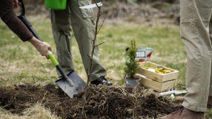 Attēls rakstam: Jūrmalas dome neplāno atbalstīt iniciatīvu par jaunu koku stādīšanu katra nocirstā vietā
