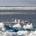 Attēls rakstam: Jūrmalas pašvaldība apzina pieejamos līdzekļus iespējamo plūdu novēršanai