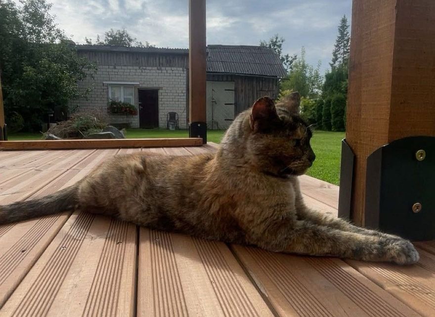 "Jūs visi apzināti pastrādājāt noziegumu." Carnikaviete sēro par bojāgājušo mīluli