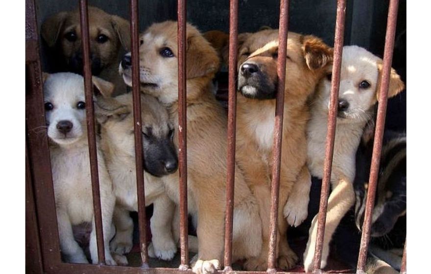 Kā atpazīt negodprātīgu kaķu un suņu audzētāju?