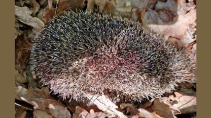 Attēls rakstam: "Kāds kretīns!" Carnikavā cilvēki sašutuši par eža nokrāsošanu spilgti sarkanā krāsā