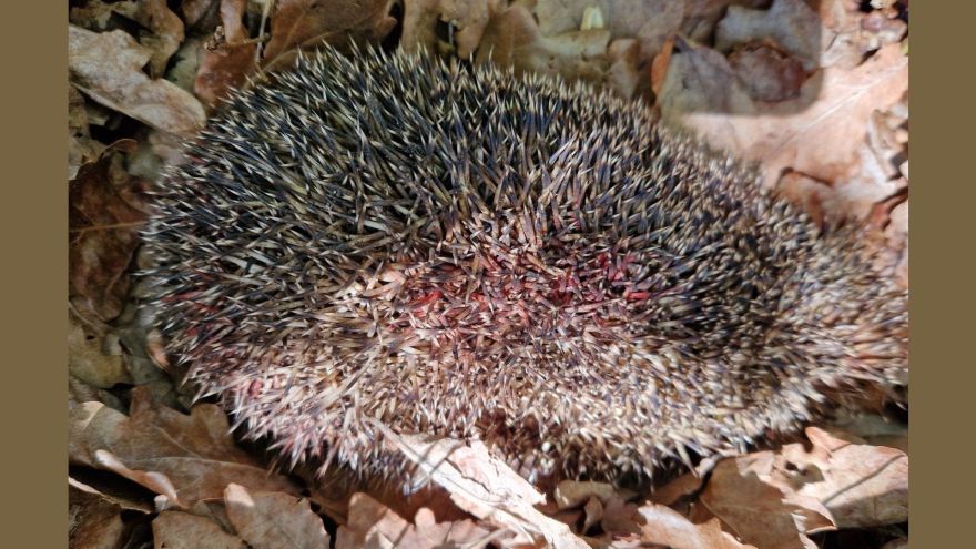 "Kāds kretīns!" Carnikavā cilvēki sašutuši par eža nokrāsošanu spilgti sarkanā krāsā