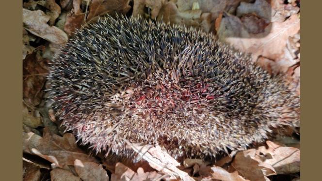 Attēls rakstam: "Kāds kretīns!" Carnikavā cilvēki sašutuši par eža nokrāsošanu spilgti sarkanā krāsā