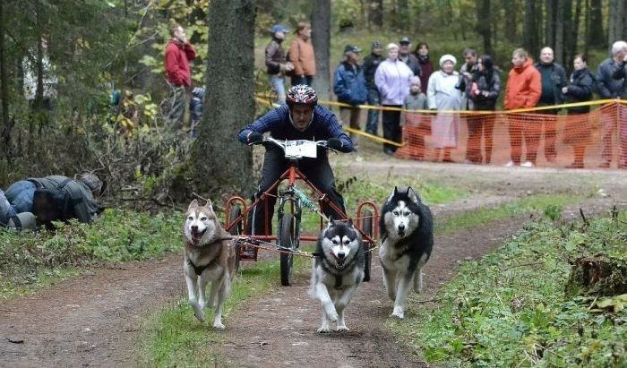 Kamanu suņu sacensības "Lejas Trezori 2013"