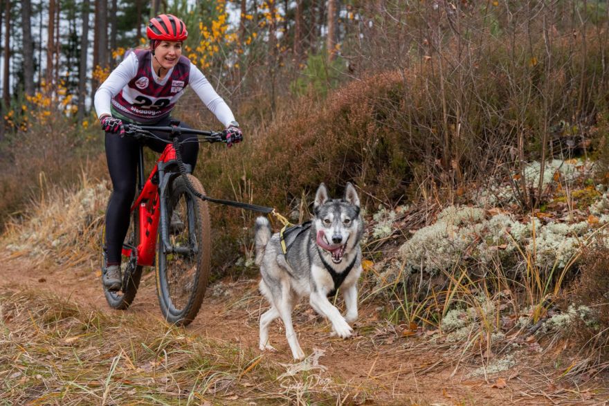 Kamanu suņu sporta sezona atklāta ar "Zaļajiem gurķiem" Garkalnes pagastā un starptautisko sacensību medaļniekiem