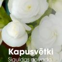 Attēls rakstam: Kapusvētki Siguldas novadā jūlijā, augustā, septembrī
