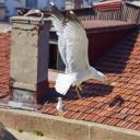 Attēls rakstam: Kašķis Kauguros! Iedzīvotāji met pa logiem ārā maizi un citu barību