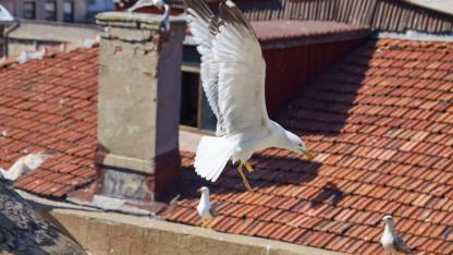 Attēls rakstam: Kašķis Kauguros! Iedzīvotāji met pa logiem ārā maizi un citu barību