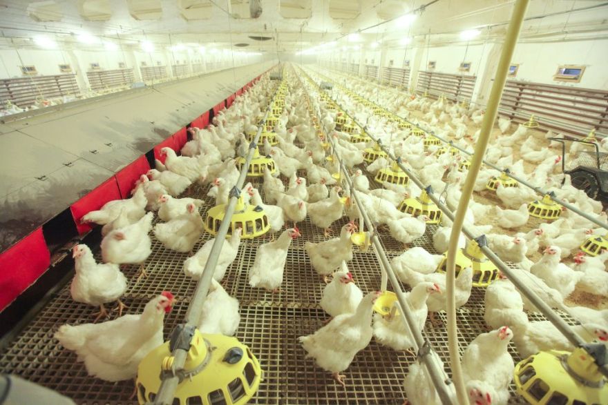 "Ķekava Foods" apgrozījums pagājušajā finanšu gadā pieaudzis par 12%