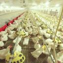 Attēls rakstam: "Ķekava Foods" apgrozījums pagājušajā finanšu gadā pieaudzis par 12%