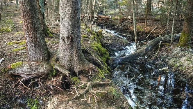 Attēls rakstam: Ķekavas novadā trīs avotos ūdens kvalitāte atbilst normām