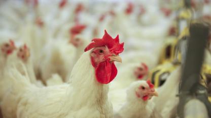 Attēls rakstam: Ķekavas "vistiņām" bizness iet no rokas - palielināts apgrozījums un eksporta apjomi