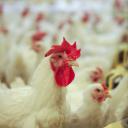 Attēls rakstam: Ķekavas "vistiņām" bizness iet no rokas - palielināts apgrozījums un eksporta apjomi