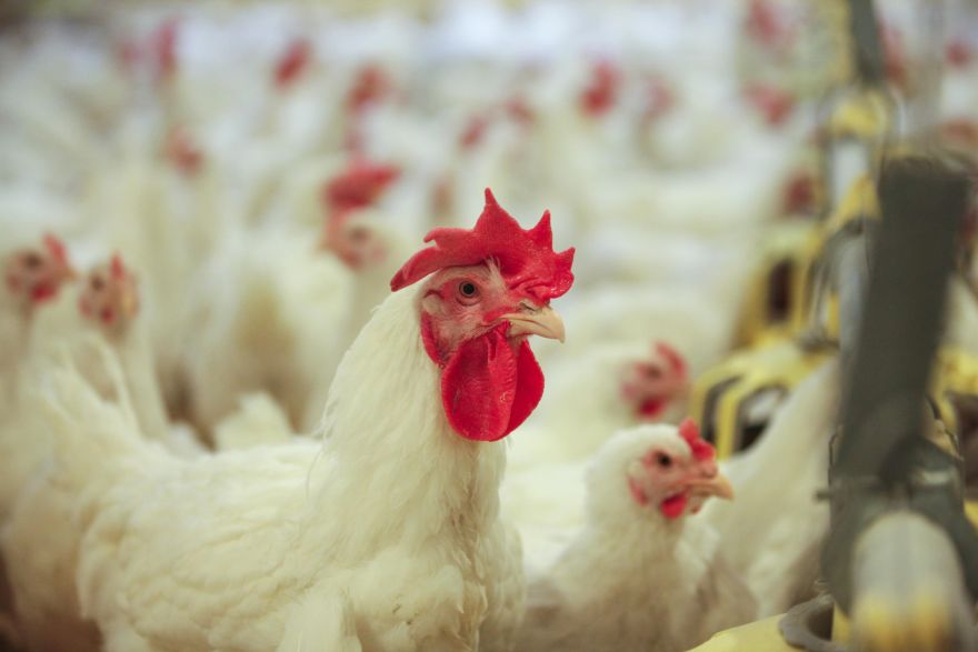 Ķekavas "vistiņām" bizness iet no rokas - palielināts apgrozījums un eksporta apjomi