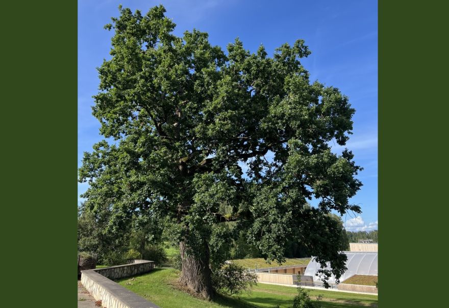 Konkursa "Eiropas gada koks 2025" finālā iekļuvis arī koks Siguldas novadā; norit balsojums