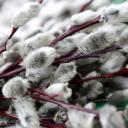 Attēls rakstam: Kristīgajā pasaulē atzīmē Lielo piektdienu