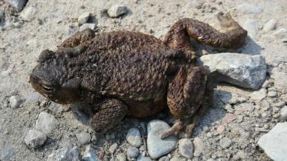 Attēls rakstam: Krupju migrācijas dēļ uz Jāņupes karjera pievedceļa Olaines novadā noteikti satiksmes ierobežojumi