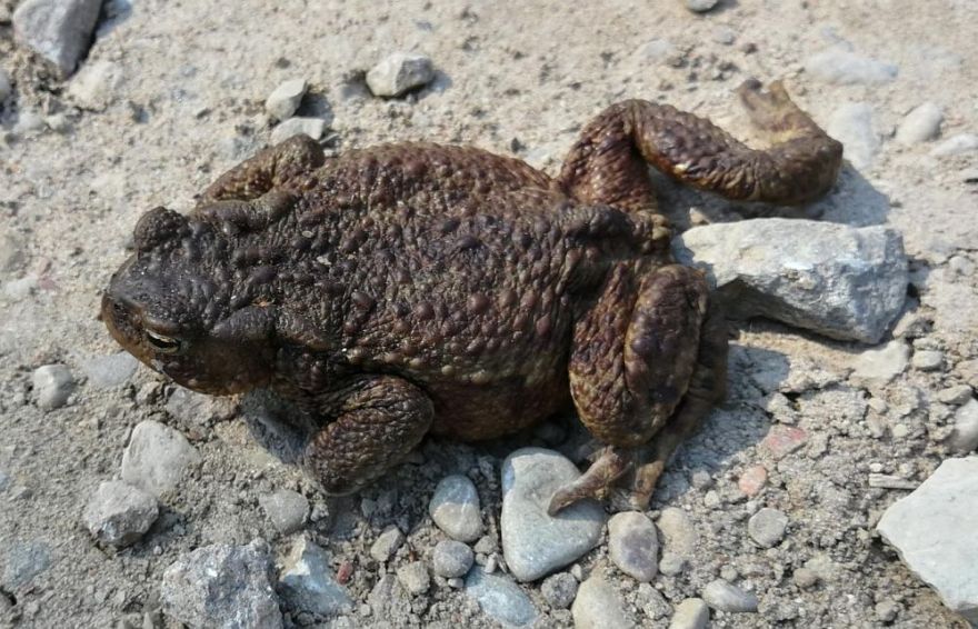 Krupju migrācijas dēļ uz Jāņupes karjera pievedceļa Olaines novadā noteikti satiksmes ierobežojumi