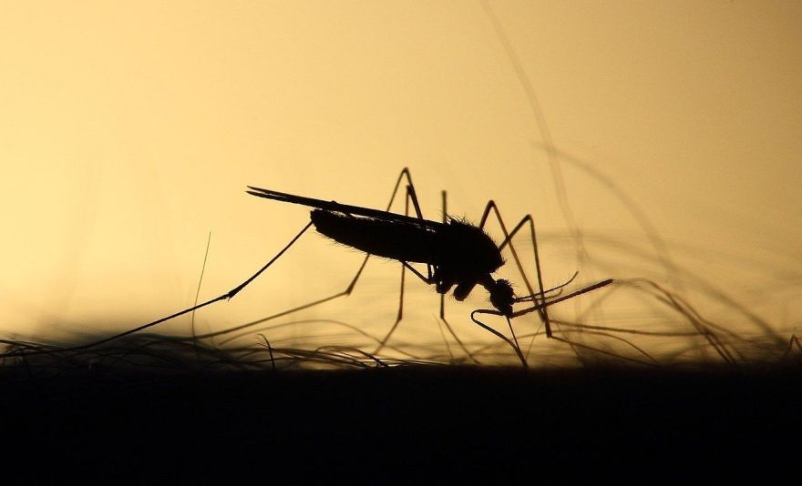 Kukaiņu kodumi, alerģijas un slimības – kā cīnīties ar niezi