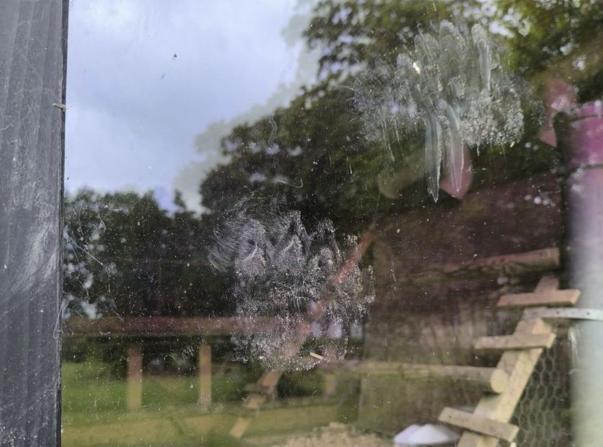 Lāči Latvijā kļūst arvien bezkaunīgāki - viens nupat papostījis kādu īpašumu Vidzemē, nogalinot piecas vistas un gaili