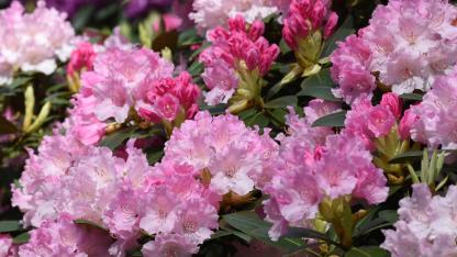 Attēls rakstam: Lai rododendri ziedētu kā Babītē! Audzētavas speciālisti atklāj, kas jāzina par rudens stādīšanu