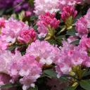 Attēls rakstam: Lai rododendri ziedētu kā Babītē! Audzētavas speciālisti atklāj, kas jāzina par rudens stādīšanu