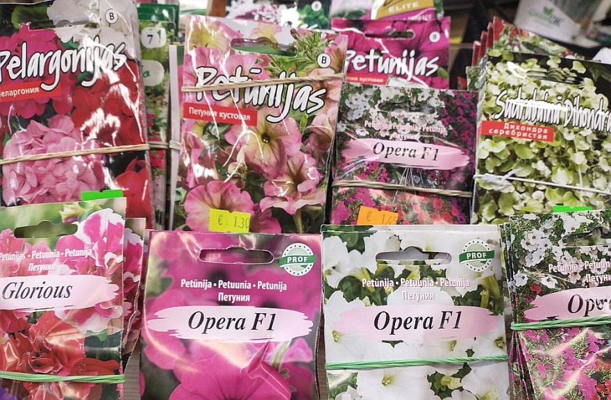 Laiks sēt petūnijas un sīpolus