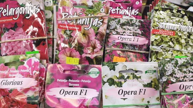 Attēls rakstam: Laiks sēt petūnijas un sīpolus