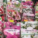 Attēls rakstam: Laiks sēt petūnijas un sīpolus