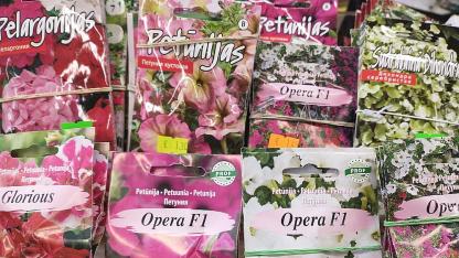 Attēls rakstam: Laiks sēt petūnijas un sīpolus